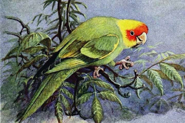 A 1930s illustration of a Carolina parakeet. 