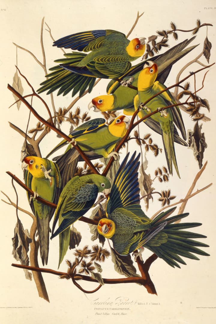 The Carolina Parakeet by John James Audubon