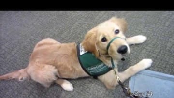 One Second a Day - GDB Guide Dog in Training (Lombard)